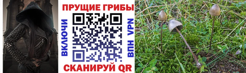 наркота  Гаврилов Посад  Псилоцибиновые грибы Psilocybine cubensis 